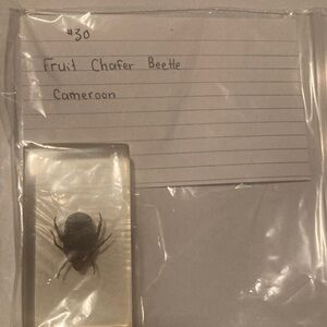 Fruit Chafer Beetle - Cameroon